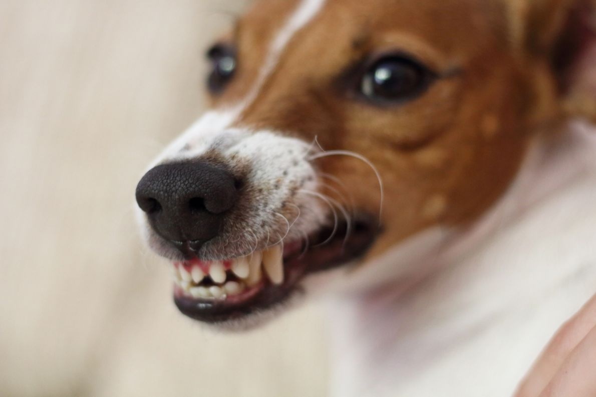 La Rabbia Nel Cane Come Evitarla Sanihelp.it