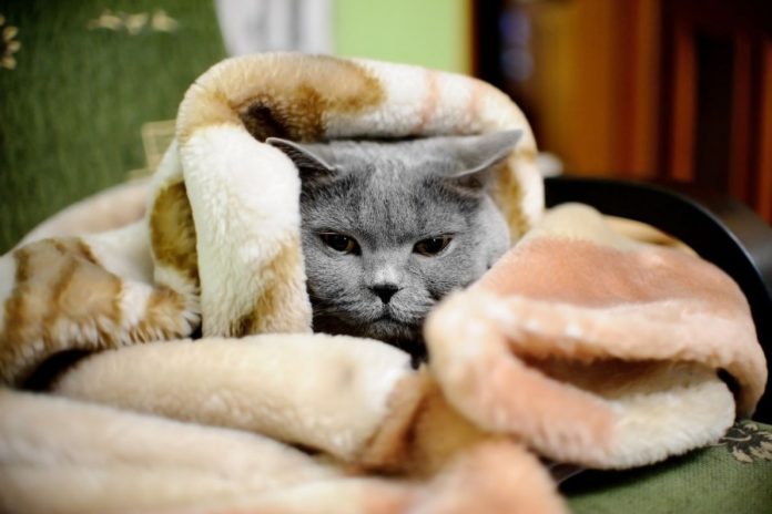È tempo di raffreddore (anche per il gatto)