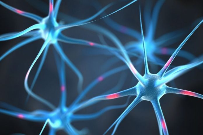 Scoperti i neuroni che governano l'appetito