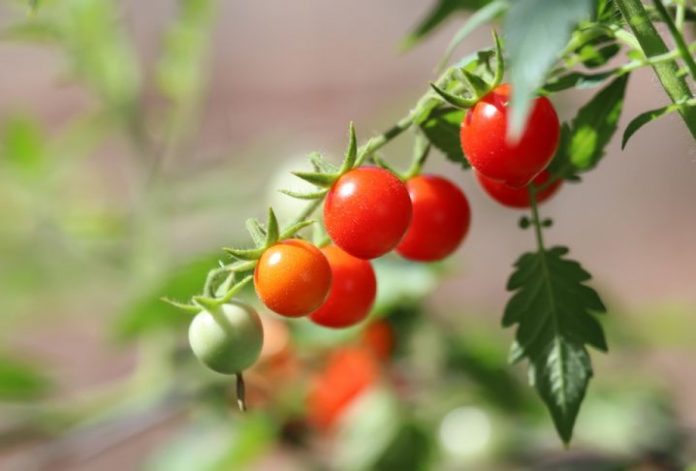 Bellezza: pomodoro alleato antiage, a tavola e nelle creme
