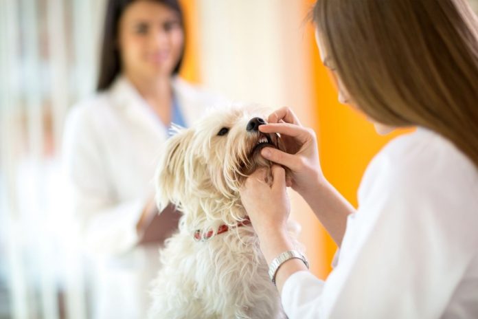 La detartrasi per il benessere del cane di casa