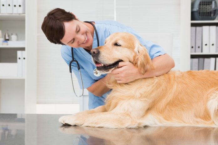 Infezioni cutanee nel cane: la piodermite