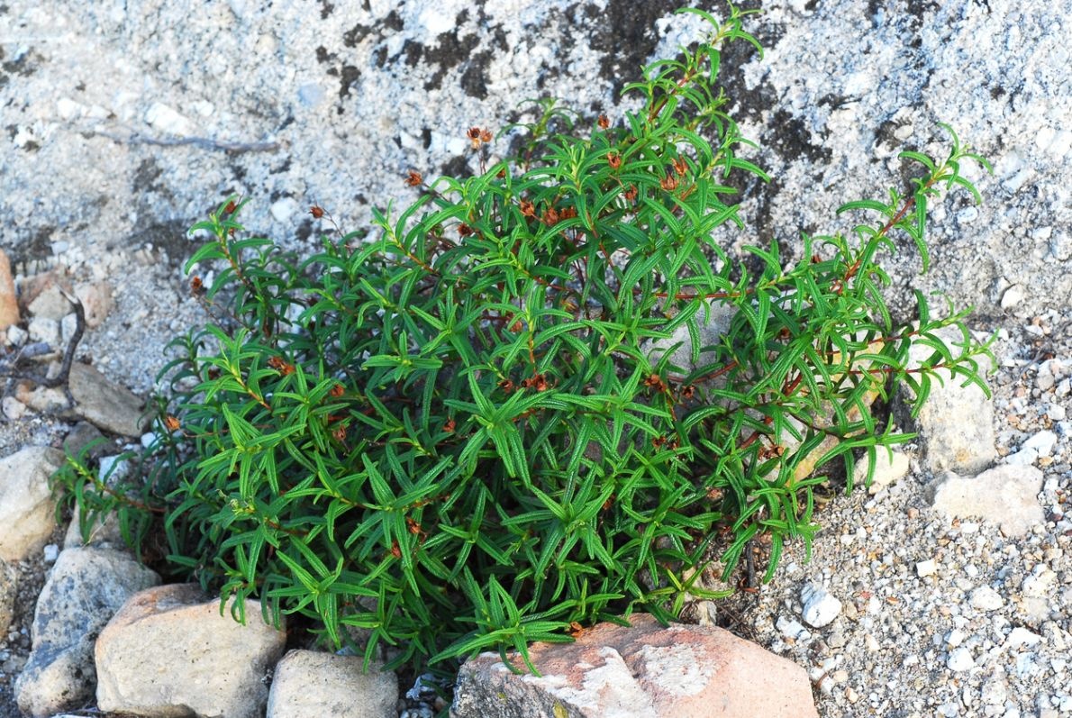 Olio essenziale di labdano, usi e proprietà Sanihelp.it