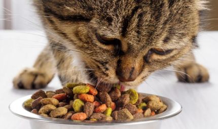 Coccole e colori per micio