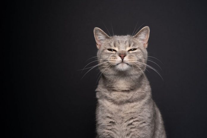 Malattie infettive del gatto: la panleucopenia