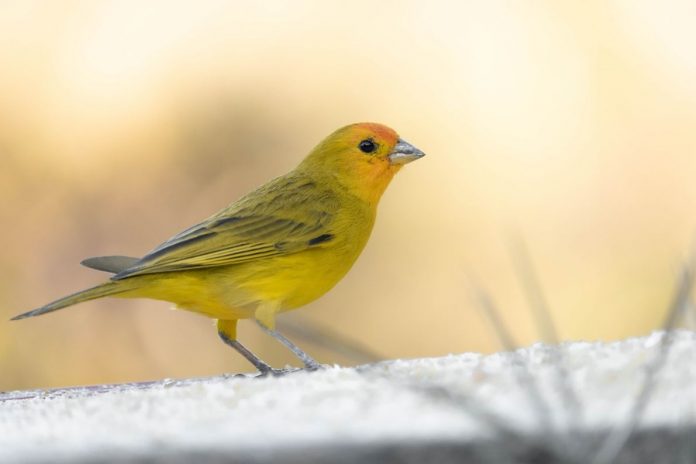 Malattie infettive del canarino: il vaiolo aviare