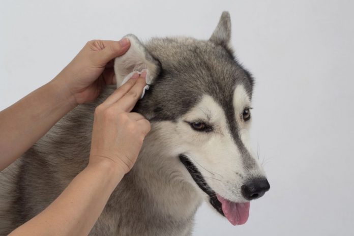 Cane con orecchio gonfio: potrebbe trattarsi di otoematoma
