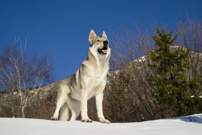 Cane Lupo Cecoslovacco