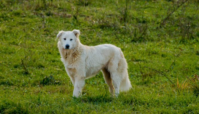 Pastore Maremmano Abruzzese