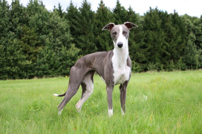 whippet