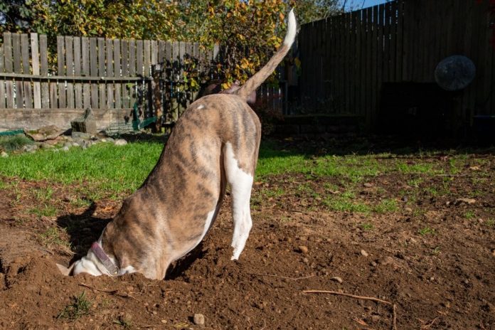 Perché il mio cane scava le buche?