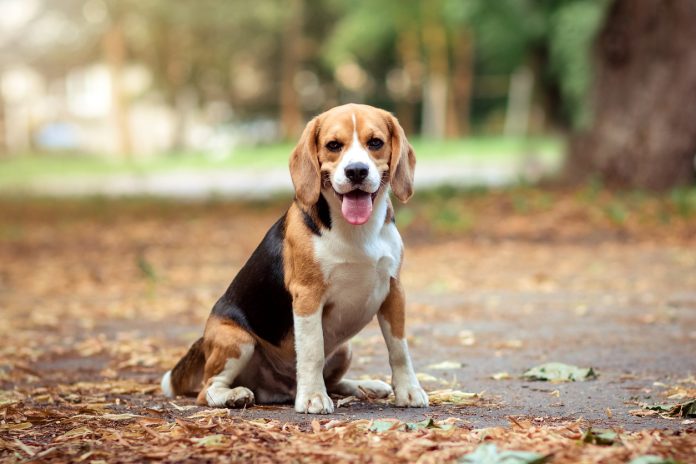 beagle