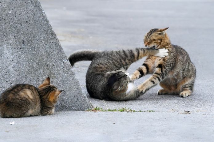 Leucemia felina? Per fortuna c'è il vaccino