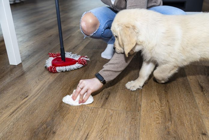 Incontinenza urinaria dopo la sterilizzazione nel cane