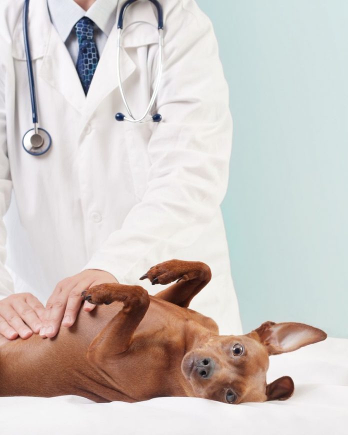 La pancreatite nel cane, problema sempre più frequente
