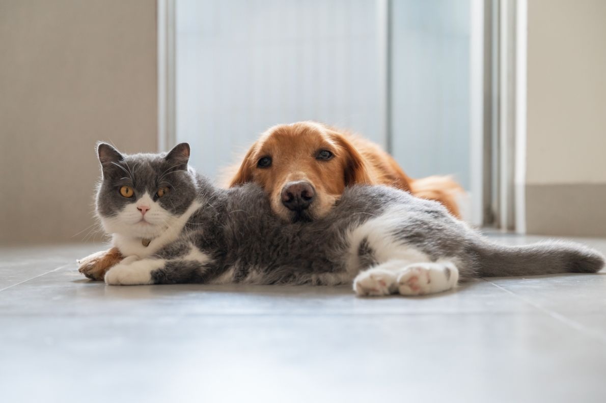 Animali domestici ansiosi, come aiutarli naturalmente Glossario animali domestici: guida ai termini veterinari - Sanihelp.it