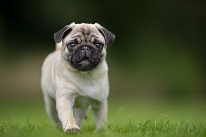 carlino
