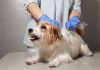 Malattie neurologiche nel cane: l’epilessia