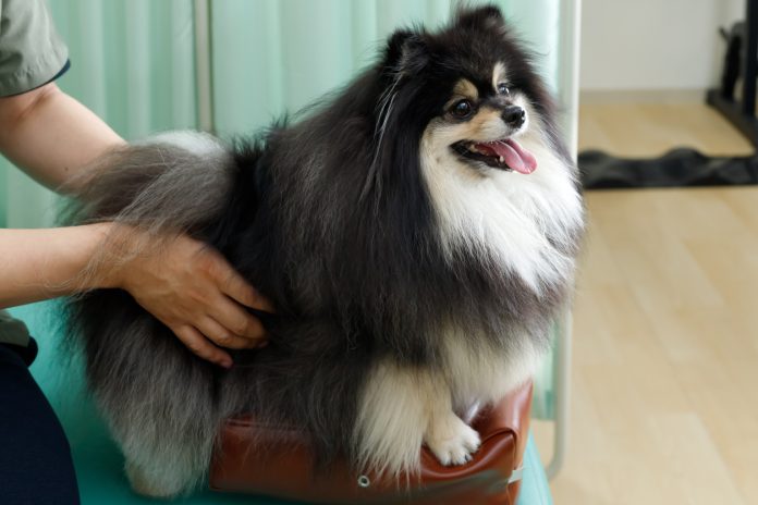 Osteopatia veterinaria