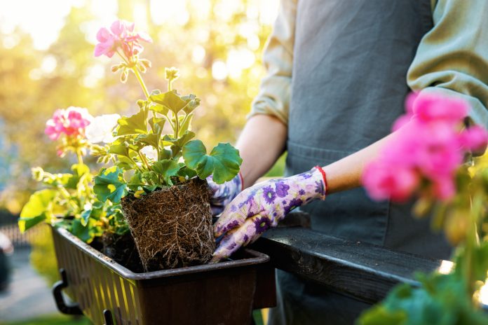 Rimedi naturali per le piante