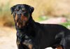 Una razza canina tra le più antiche: il rottweiler