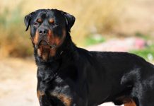 Una razza canina tra le più antiche: il rottweiler
