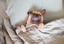 Il nostro cane sogna?